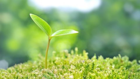 一顆小草從土裡生長出來